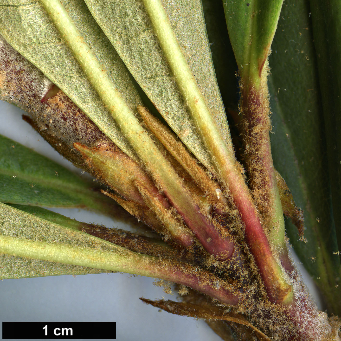 High resolution image: Family: Ericaceae - Genus: Rhododendron - Taxon: delavayi - SpeciesSub: var. delavayi